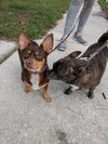 Tank *A BONDED PAIR WITH COCO*