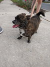 Tank *A BONDED PAIR WITH COCO*