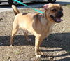Smudge the Puggle