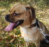 Smudge the Puggle