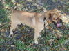 Smudge the Puggle