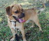 Smudge the Puggle