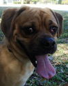 Smudge the Puggle