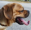 Smudge the Puggle