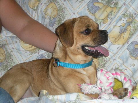 Smudge the Puggle