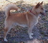 Casey the Shiba Inu