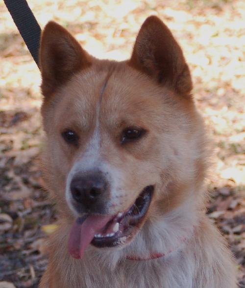 Casey the Shiba Inu