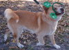 Casey the Shiba Inu