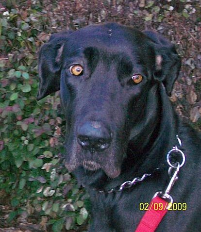 Region the Great Dane