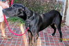 Region the Great Dane