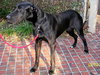 Region the Great Dane