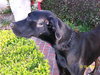 Region the Great Dane