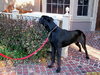 Region the Great Dane