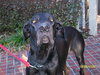 Region the Great Dane