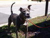 Brutus