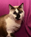 Cinderella the Beautiful Declawed Siamese Princess
