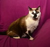 Cinderella the Beautiful Declawed Siamese Princess