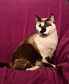Cinderella the Beautiful Declawed Siamese Princess