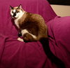 Cinderella the Beautiful Declawed Siamese Princess
