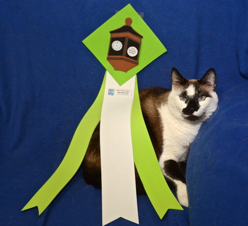 Cinderella the Beautiful Declawed Siamese Princess