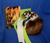 Cinderella the Beautiful Declawed Siamese Princess