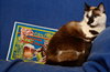 Cinderella the Beautiful Declawed Siamese Princess