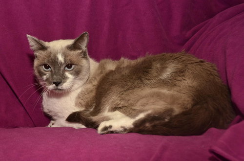Tinkerbell the Beautiful Declawed Siamese Princess