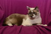 Tinkerbell the Beautiful Declawed Siamese Princess