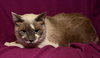 Tinkerbell the Beautiful Declawed Siamese Princess