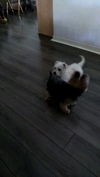 Wilma