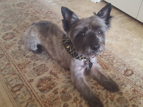 Lulu