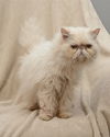 Mushu the Persian