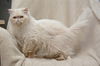 Mushu the Persian