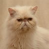 Mushu the Persian