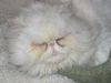 Mushu the Persian