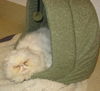 Mushu the Persian