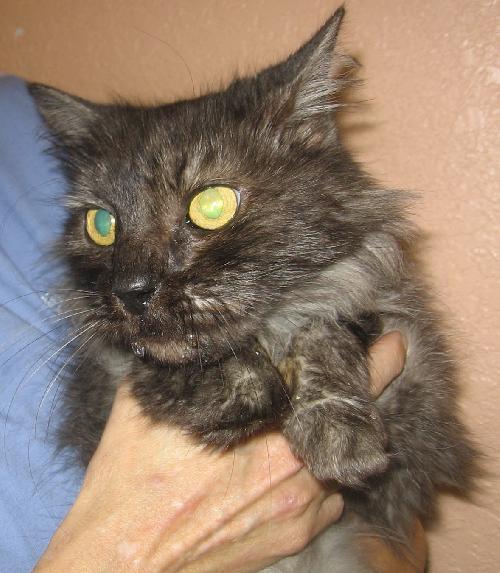 Aphrodite the Loving Cat