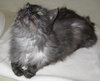 Aphrodite the Loving Cat