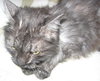 Aphrodite the Loving Cat