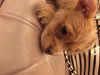 Reeses