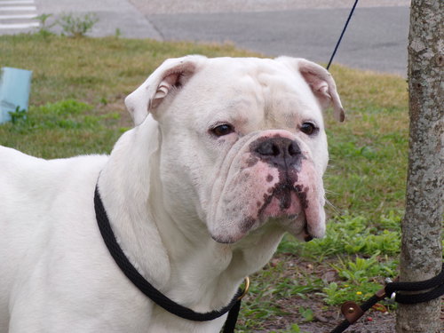 Otis