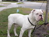Otis