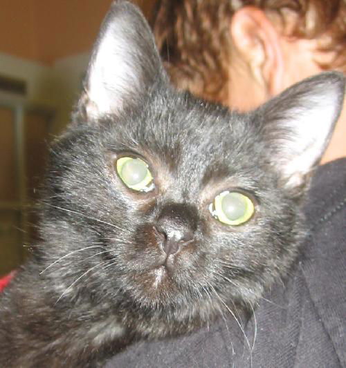 Diana the Marbled Kitten