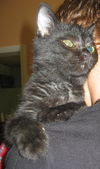 Diana the Marbled Kitten