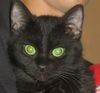 Artemis the Green-Eyed Kitten