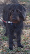 Lilly the Labadoodle