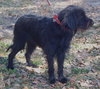Lilly the Labadoodle