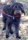 Lilly the Labadoodle