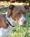 Leland the Pointer
