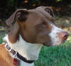 Leland the Pointer